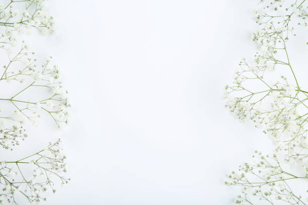 istock Gypsophila flowers on white background 1159581947