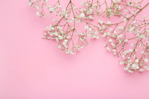 istock White gypsophila flowers on pink background 1159581969