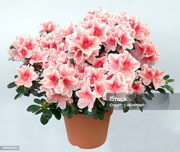 Azalea Stock Photo - Download Image Now - Agreement, Azalea, Balance