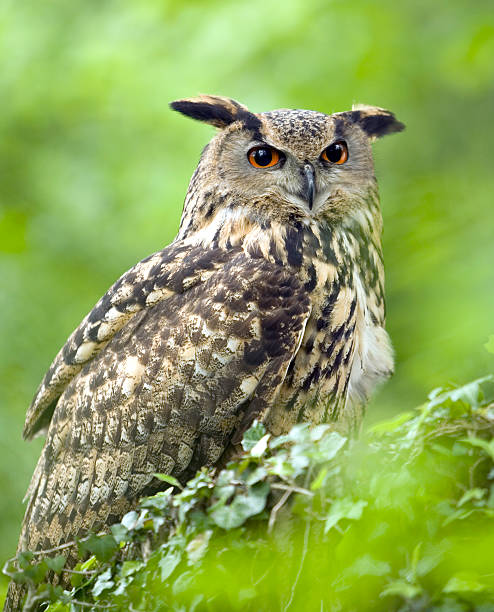 istock A European Eagle Owl sitting in the trees 115958214