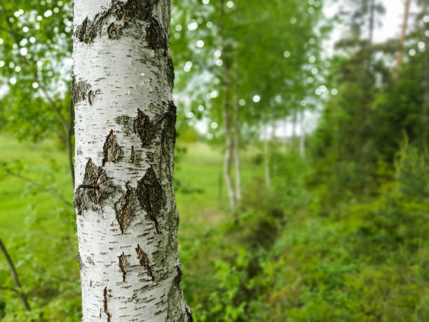 istock Green nature, birch forest landscape 1159582710