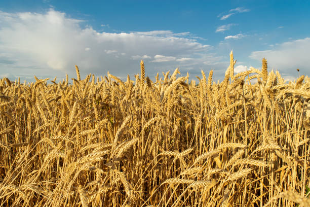 istock Wheat field close up against a blue sky and white clouds