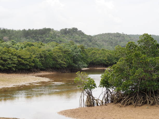istock Mangrove forest. Kesaji river, Okinawa, Japan. 1159583252