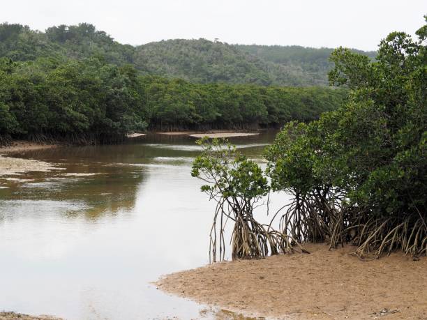 istock Mangrove forest. Kesaji river, Okinawa, Japan. 1159583347