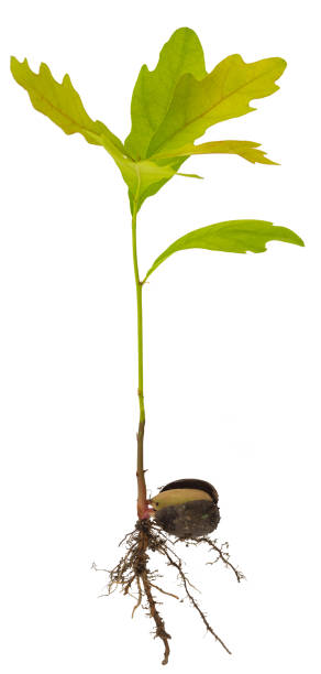 istock Sprout a young oak tree on white background. Acorn with roots and leaves. 1159584241
