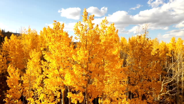 Spectacular Yellow Colors of Aspens Against Blue Sky