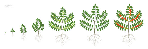 Growth stages of Coffee plant. Bush coffee. Tree coffea arabica red beans plantation. A branch with beans harvest. Colorful flat vector. Green leaves. Animation progression. Growth stages of Coffee plant. Bush coffee. Tree coffea arabica red beans plantation. A branch with beans harvest. Colorful flat vector. Green leaves. Animation progression. How grows. coffee tree stock illustrations