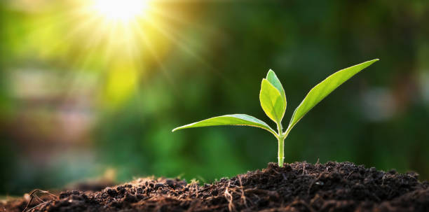 istock small tree growing in garden with sunrise. eco concept earth day 1159585526