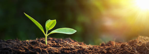 istock panorama small tree growing with sunrise. green world and earth day concept 1159585527
