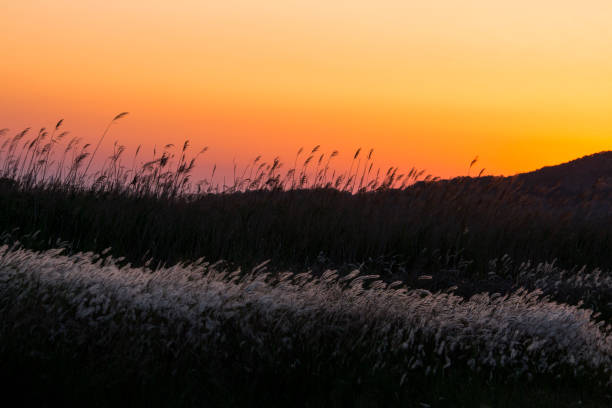 It is a island located in Dokjiri, Songsan-myeon, Hwaseong-si, Gyeonggi-do. The island and the beautiful scenery of the sunset in the evening will keep you immersed in the nostalgia.