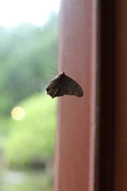 istock Brown butterfly resting on a window pane 1159586659