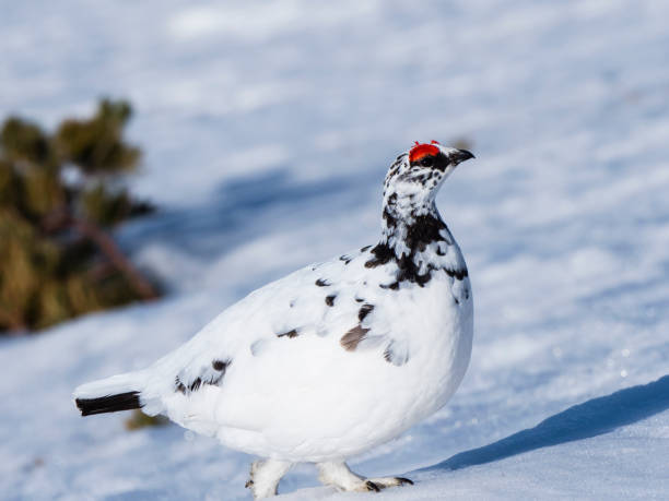 istock rock ptarmigan male 1159587227
