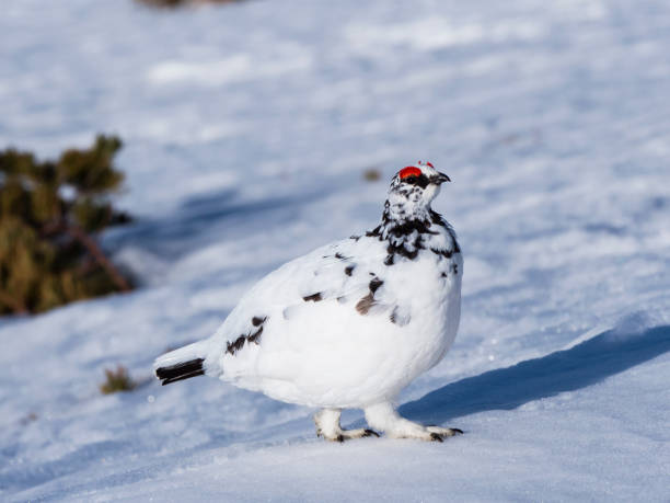 istock rock ptarmigan male 1159587232