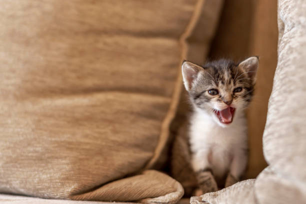Kitten meowing on the sofa Playful kitten playing on the sofa, hiding between cushions and meowing miaowing stock pictures, royalty-free photos & images