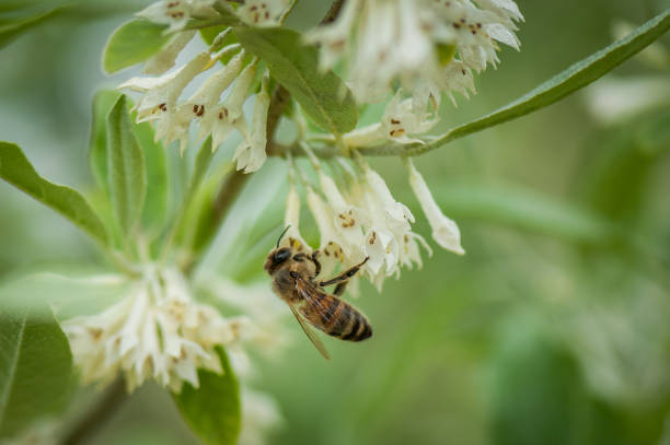istock The bee drinks the nectar of white flower. 1159587330