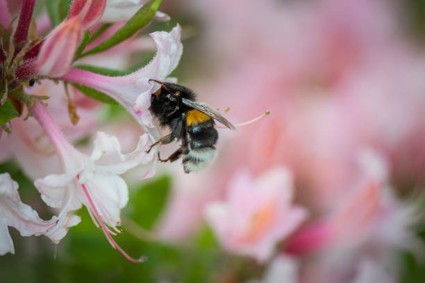istock The bee drinks the nectar of pink Rhododendron flower. 1159587361