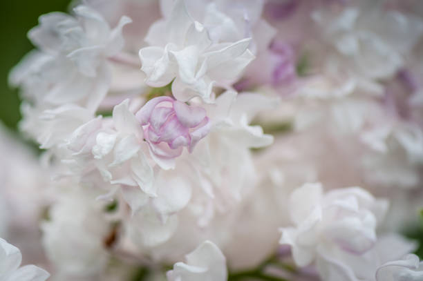 istock Light pink background from flowers of lilac. 1159587403