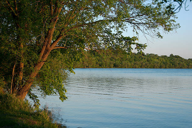 Photo of Tree over lake