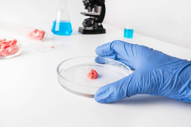 istock Artificial minced meat in Petri dish in hands scientist. Chemical experiment. Laboratory science studies. 1159588663