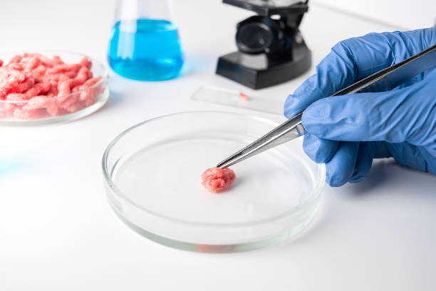 istock Artificial minced meat in Petri dish in hands scientist. Chemical experiment. Laboratory science studies. 1159588668