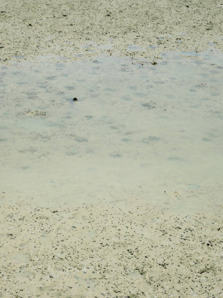 istock Toyosaki Tidal flat, Okinawa 1159589090