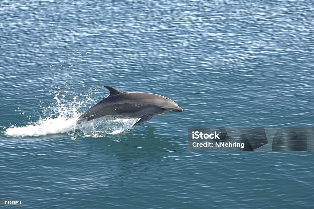 bottlenose dolphin, Tursiops truncatus, прыжки - Стоковые фото Дельфин роялти-фри