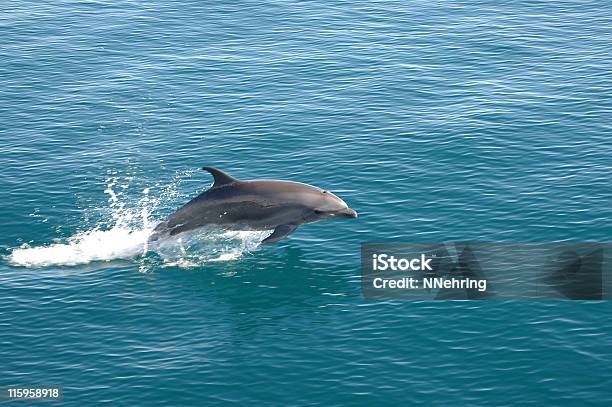 Bottlenose Dolphin Tursiops Truncatus Прыжки — стоковые фотографии и другие картинки Дельфин - Дельфин, Одно животное, Афалина