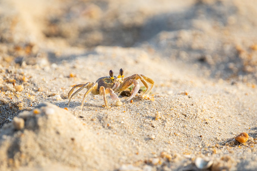 An Atlantic ghost crab rests atop the sand on the eastern coast of the United States.