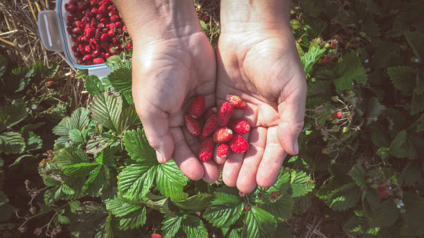 istock Handful of wild straberries 1159590738