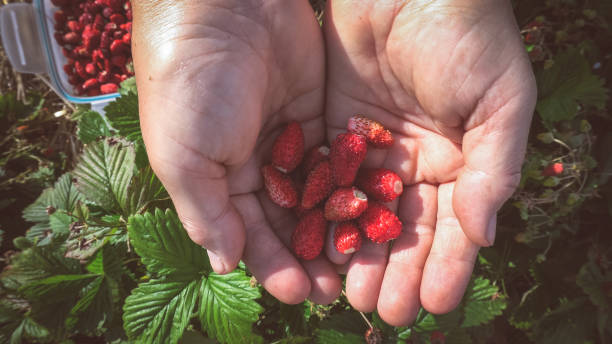istock Handful of wild straberries 1159591296