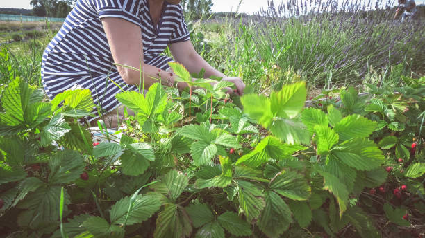 istock Picking wild strawberries in the garden 1159591314