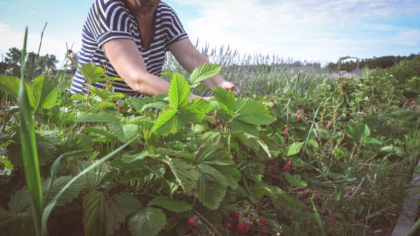 istock Picking wild strawberries in the garden 1159591321