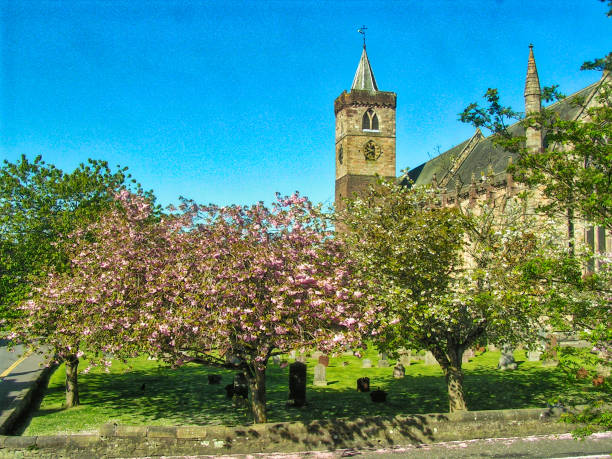 Dunblane Cathedral in Scotland has a large churchyard with cherry trees and in spring they have pink flowers