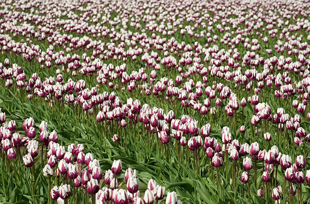 Purple-white tulips stock photo