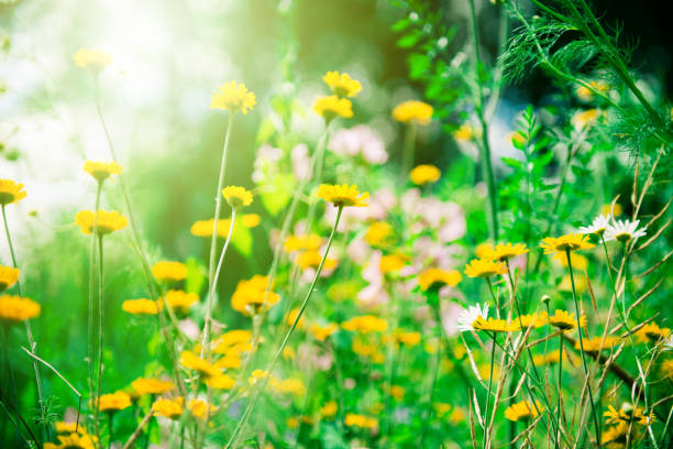 Field flowers, different field flowers outside, flower background, beautiful colours
