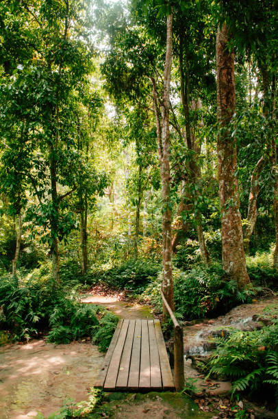 istock Nature trail under big tree at Kuang Si waterfall. Luang Prabang 1159592078