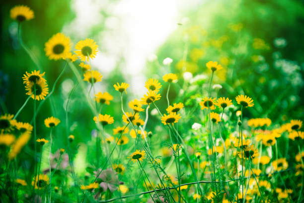 istock Field flowers, flower background, beautiful colours 1159592105