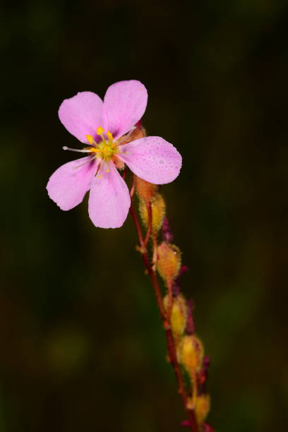 istock Macro of Threadleaf Sundew with single bloom and sticky drops on buds 1159592758