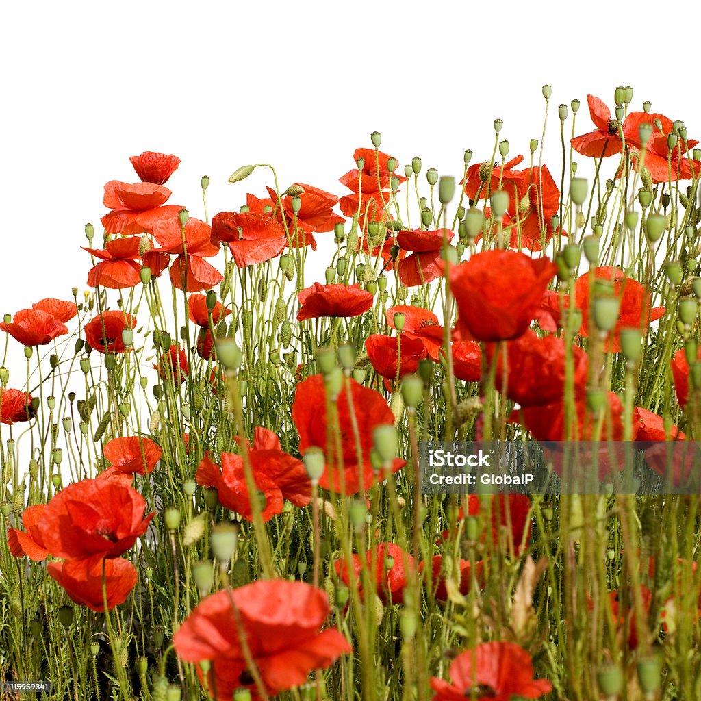 Poppies - Foto stock royalty-free di Ambientazione esterna