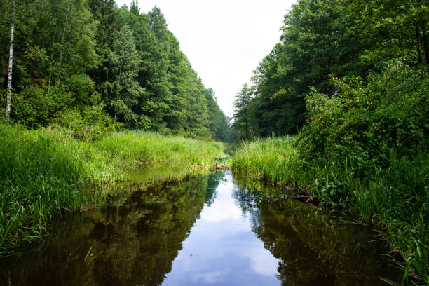 Calm river and green nature. Wallpaper scenery