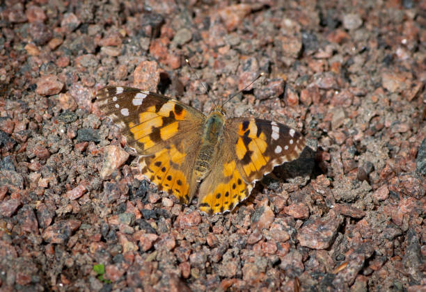 istock Butterfly on gravel 1159595603