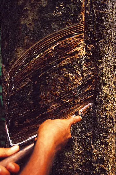 Tree from where is extracted the latex with which is made the rubber. Detail of a worker doing his job.