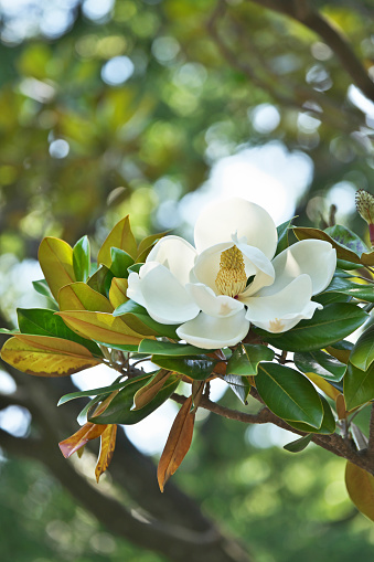 Flower of the Magnolia grandiflora