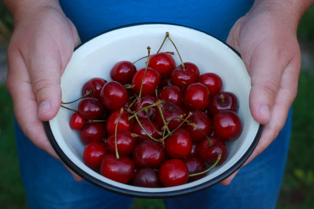 istock Dish with big red sweet cherry in hands closeup 1159596979
