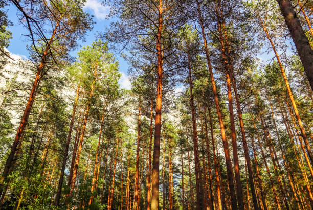 istock Pine trees on a blue sky background in sunny day 1159598379