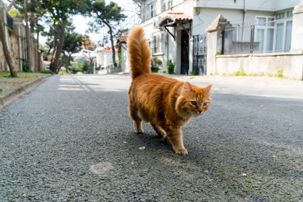gato callejero amarillo caminando por la calle. - domestic cat city life animal pets fotografías e imágenes de stock