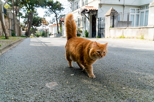 Prinkipo island is one of the prince islands of istanbul. This fluffy yellow colored stray cat walking on street of island in self confidence. There are many cats in island's streets.