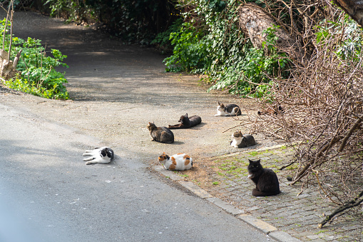 Prinkipo island is one of the prince islands of istanbul. These 7 lunatic stray cats waiting something or their next victim at street. Black cat looking to the camera. There are many cats in island's streets.
