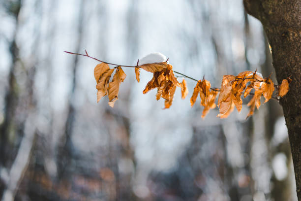 selective focus of dry tree branch with snow and leaves