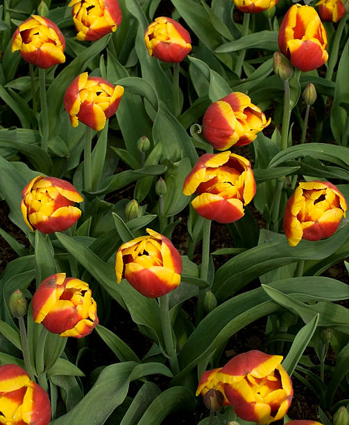 Red-yellow tulips stock photo